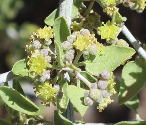  Ziziphus obtusifolia var. canescens